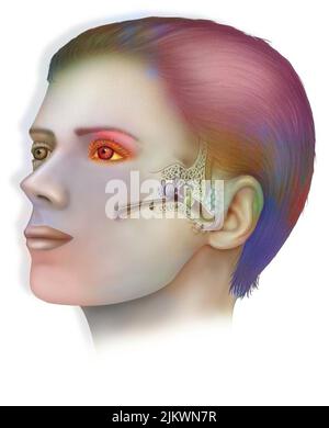 Anatomie des Innenohrs mit dem Trommelfell, der Cochlea. Stockfoto