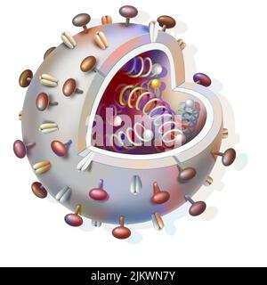 Schematische Darstellung eines Virus mit DNA-Strängen im Inneren. Stockfoto