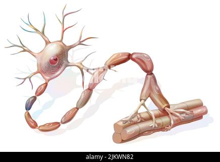 Motoneuron: Neuron in Kontakt mit Muskelfasern. Stockfoto