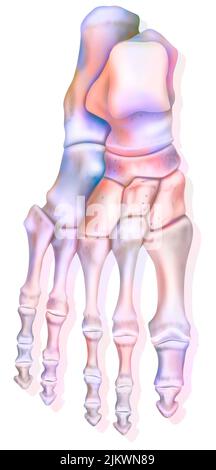 Überragende Sicht auf den Fuß und die verschiedenen Knochen: Calcaneus, Talus. Stockfoto