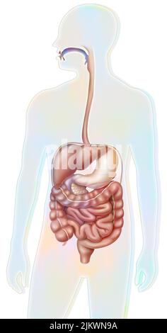 Verdauungssystem mit Mundhöhle, Speiseröhre (Brust, Bauch). Stockfoto