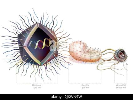 Vergleich der Größe des Mimivirus mit Bakterien und Viren. Stockfoto