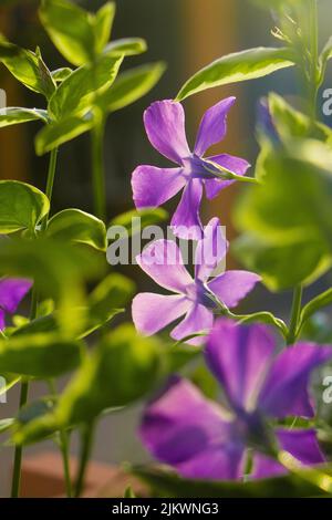 Eine vertikale Nahaufnahme von Catharanthus roseus, allgemein bekannt als Bright Eyes, Cape periwinkle. Stockfoto