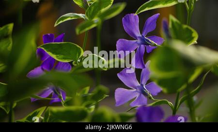 Eine Nahaufnahme von Catharanthus roseus, allgemein bekannt als Bright Eyes, Cape periwinkle. Stockfoto