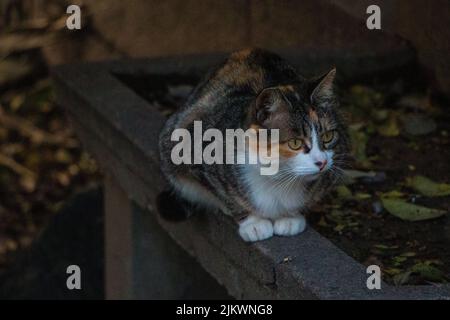 Eine Nahaufnahme der niedlichen Katze, die auf dem Steinzaun sitzt. Stockfoto