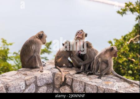 Eine Gruppe von Makaken, die auf einer Steinmauer sitzen Stockfoto