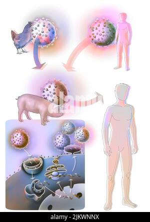 Der vermutete Ursprung der Schweinegrippe oder Influenza A. Stockfoto