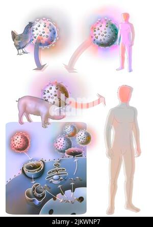 Der vermutete Ursprung der Schweinegrippe oder Influenza A. Stockfoto