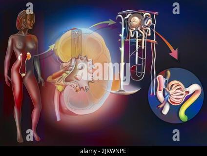 Harnsystem von der Niere bis zum Glomerulus mit Strukturen von Niere und Harnleiter. Stockfoto