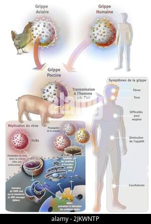 Der vermutete Ursprung der Schweinegrippe oder Influenza A. Stockfoto