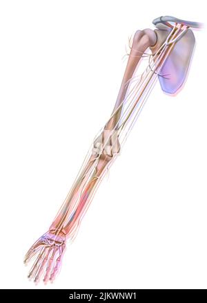 Anatomie der Nerven der oberen Extremität (Arm) in der Palmaransicht. Stockfoto