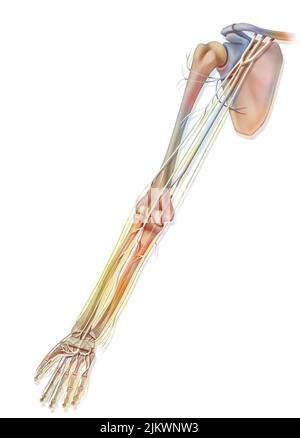 Anatomie der Nerven der oberen Extremität (Arm) in der Palmaransicht. Stockfoto