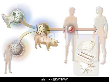 Der vermutete Ursprung der Schweinegrippe oder Influenza A. Stockfoto