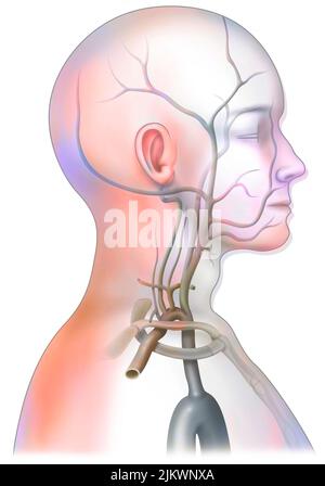 Die arterielle Blutversorgung des Halses (Halsschlagadern und Wirbelarterien). Stockfoto