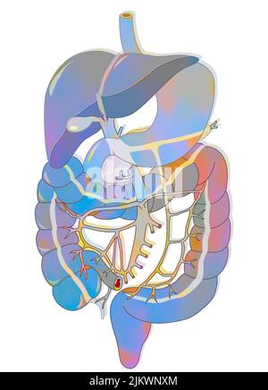 Verdauungssystem: Portalsystem, von der Portalvene bis zu den verschiedenen Sicherheiten. Stockfoto