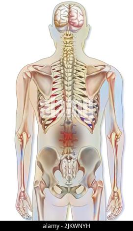 Knochensystem: Menschliches Skelett mit Darstellungen von Lendenschmerzen. Stockfoto