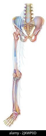 Anatomie der Nerven der unteren Extremität (Bein). Stockfoto