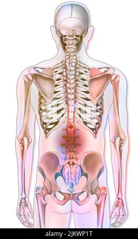 Knochensystem: Menschliches Skelett mit Darstellungen von Lendenschmerzen. Stockfoto