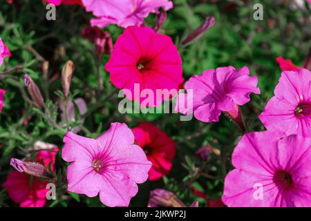 Eine Nahaufnahme von rosa Petunia-Blumen im Garten Stockfoto