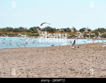 Eine Schar Möwen fliegt über den Strand. Kinburn Spit, Region Mykolaiv, Ukraine. Stockfoto