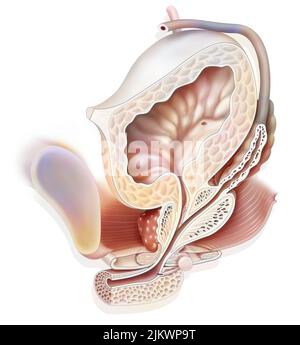 Anatomie des männlichen Urogenitalsystems mit Harnleiter, Blase. Stockfoto