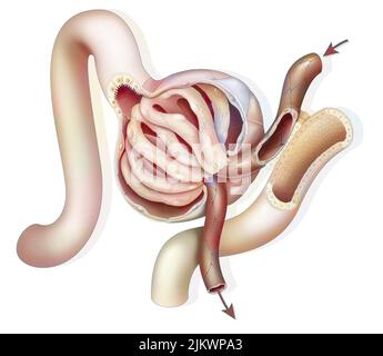 Anatomie eines renalen Glomerulus mit afferenter und efferenter glomerulärer Arteriole. Stockfoto