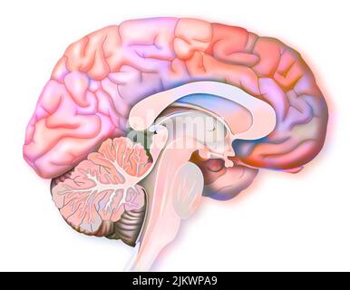 Wenn wir Angst haben, sind Bereiche des Gehirns beteiligt. Stockfoto