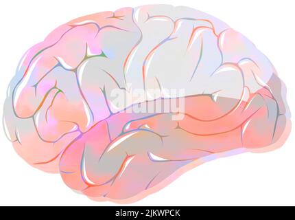 Lappen des Gehirns mit den frontalen, parietalen, zeitlichen und okzipitalen Lappen. Stockfoto