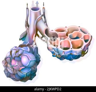 Lunge: Pulmonaler Alveolus mit seinem Kapillarnetz, das den Gasaustausch ermöglicht. Stockfoto