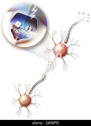 Übertragung von Nervenimpulsen von Neuron A auf Neuron B mit Zoom auf eine Synapse. Stockfoto
