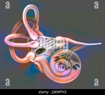 Innenohr auf Höhe der Cochlea geschnitten, um das Corti-Organ zu zeigen. Stockfoto