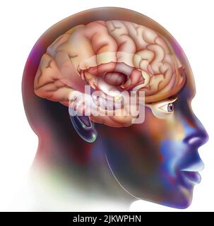 Zweiter Schritt in der Funktionsweise des Gehirns, wenn wir uns verlieben. Das Signal wird an die Amygdala gesendet, als ob es eine Gefahr wahrnimmt. Stockfoto