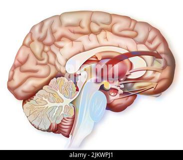 Gehirn: Funktioniert während der Geburt des Liebesbegehrens. Stockfoto
