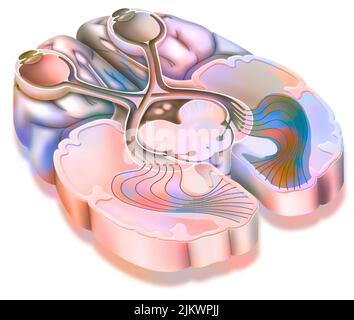 Der Optiktrakt: Übertragung von visuellen Informationen von der Netzhaut auf den visuellen Kortex. Stockfoto