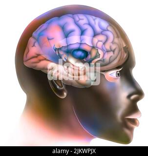 Zweiter Schritt in der Funktionsweise des Gehirns, wenn wir uns verlieben. Das Signal wird an die Amygdala gesendet, was die Wahrnehmung von Gefahr ansieht. Stockfoto