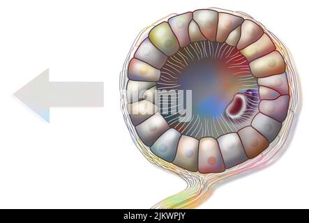 Statozysten des Tintenfischs, ein Organ, das es erlaubt, sich im Unterwasserraum zu befinden. Stockfoto