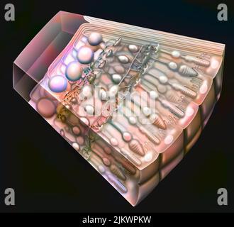 Querschnitt der Netzhaut mit den Photorezeptoren: Zapfen, Stäbchen und auch der Sehnerv. Stockfoto