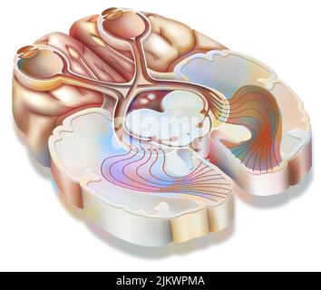 Der Optiktrakt: Übertragung von visuellen Informationen von der Netzhaut auf den visuellen Kortex. Stockfoto