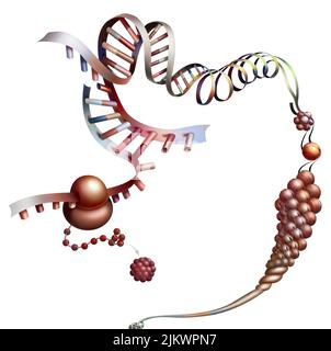 Detail, das die Synthese eines Proteins aus Boten-RNA darstellt. Stockfoto