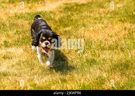 Ein Hund Kavalier König charles, ein niedlicher Welpe läuft auf einem Feld Stockfoto