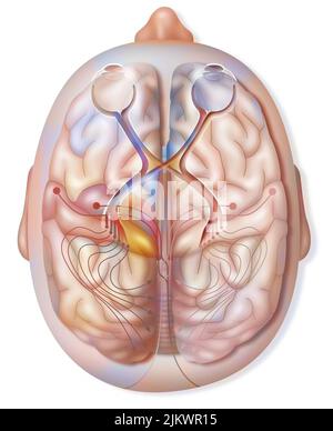 Hervorragende Sicht auf den Weg und die Übertragung von visuellen Informationen von der Netzhaut. Stockfoto