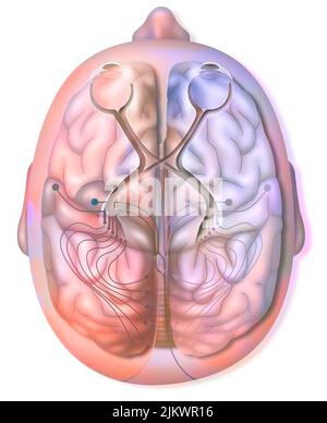 Hervorragende Sicht auf den Weg und die Übertragung von visuellen Informationen von der Netzhaut. Stockfoto