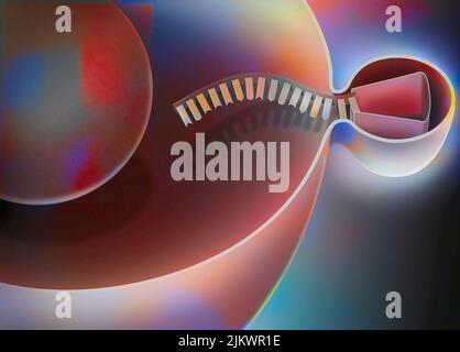 Interferierende RNA, Schritt 1: Eindringen eines Virus in eine menschliche Wirtszelle zur Replikation. Stockfoto