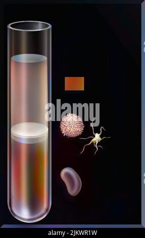 Anteil der verschiedenen Blutbestandteile (Plasma, weiße Blutkörperchen, Blutplättchen, rote Blutkörperchen) in einem Reagenzglas. Stockfoto