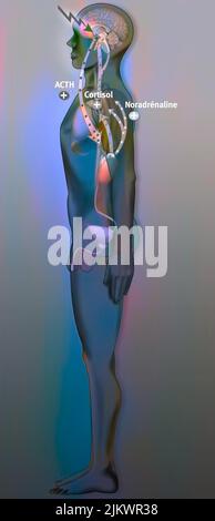 Auswirkungen von Stress auf den Organismus, in der Widerstandsphase wird es als vorteilhaft vor einer kritischen Phase. Stockfoto