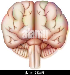 Gehirn, mit den beiden Gehirnhälften, dem Zerebellum und dem Hirnstamm. Stockfoto