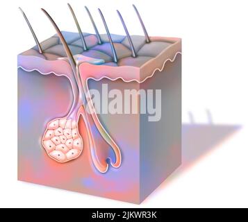 Schnitt aus gebräunter Haut, mit Hautoberfläche, Haaren und Talgdrüse. Stockfoto