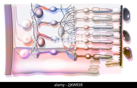 Zoom auf die Struktur der Netzhaut mit Glaskörper, interner Begrenzungsmembran, Ganglienzellen. Stockfoto