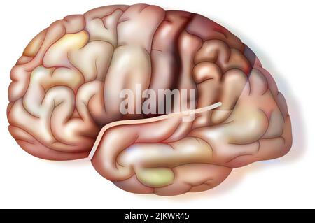 Normales Gehirn mit Sylvianer Fissur und Parietallappen. Stockfoto