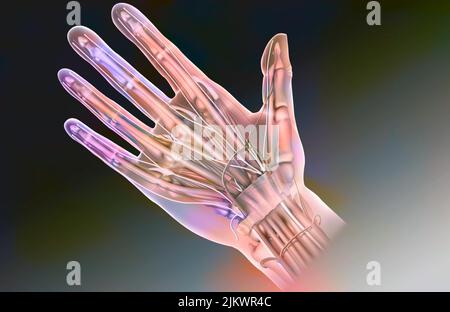 Anatomie des Palmargesichtes der Hand und dessen Inhalt: Mediannerv, Sehnen, Radialarterie. Stockfoto